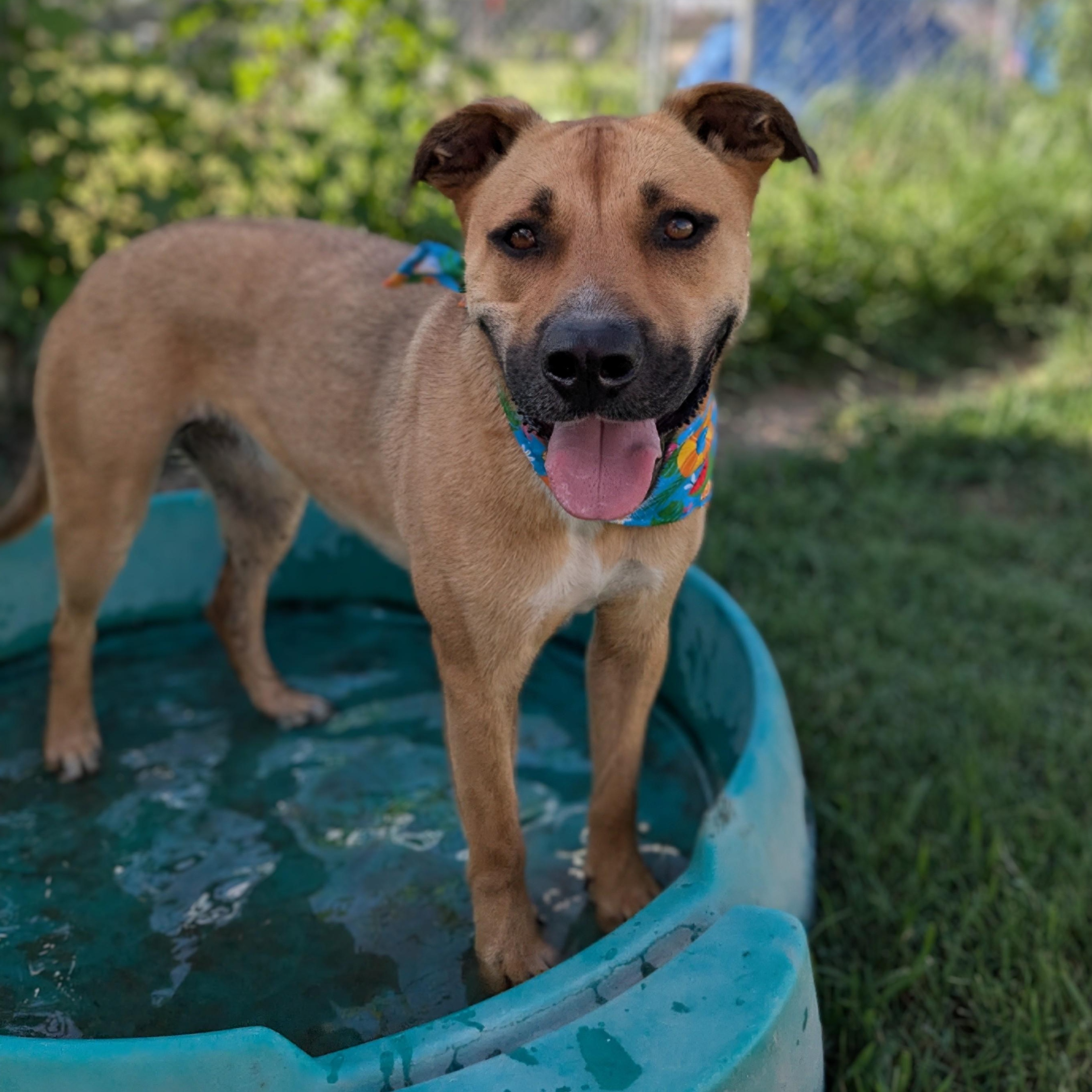 Flopsie, a Adoptable mixed breed in Manchester, NH image 4/6