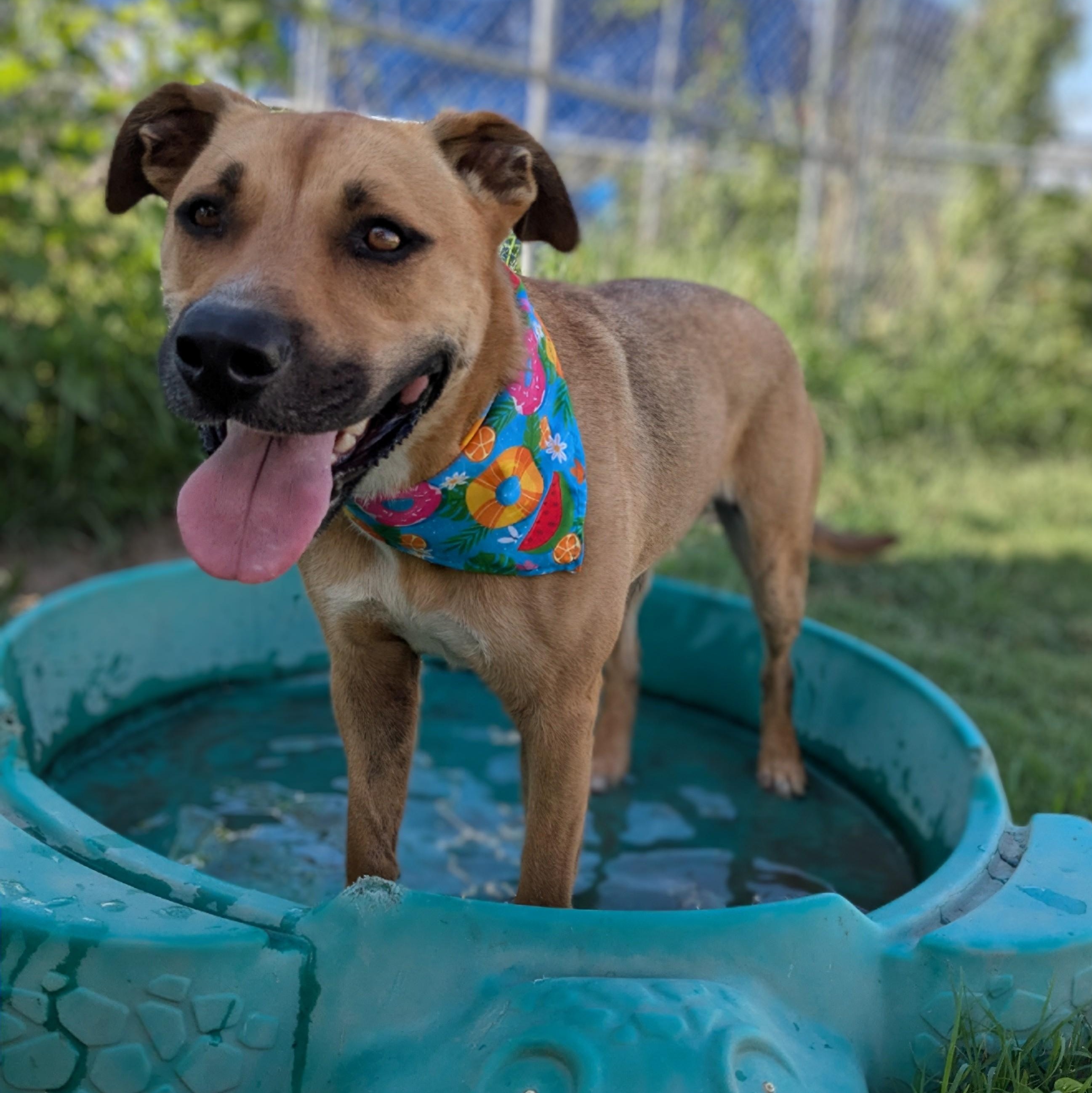 Flopsie, a Adoptable mixed breed in Manchester, NH image 5/6