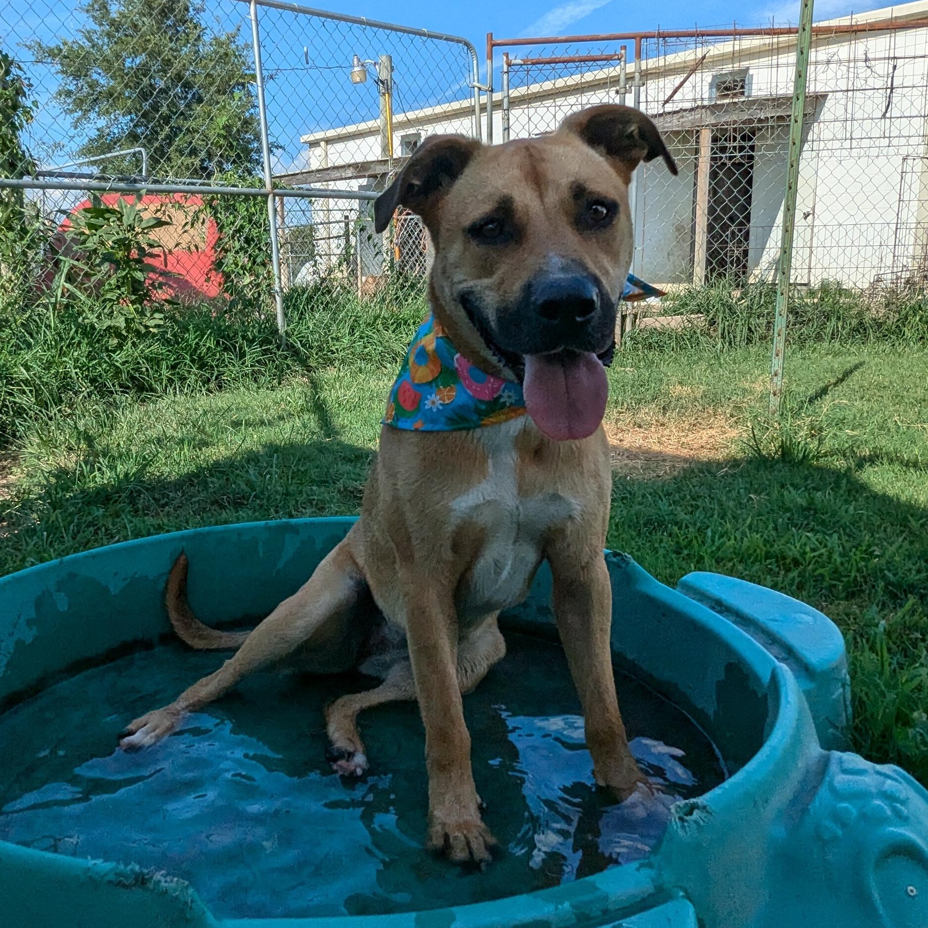 Flopsie, a Adoptable mixed breed in Manchester, NH image 6/6