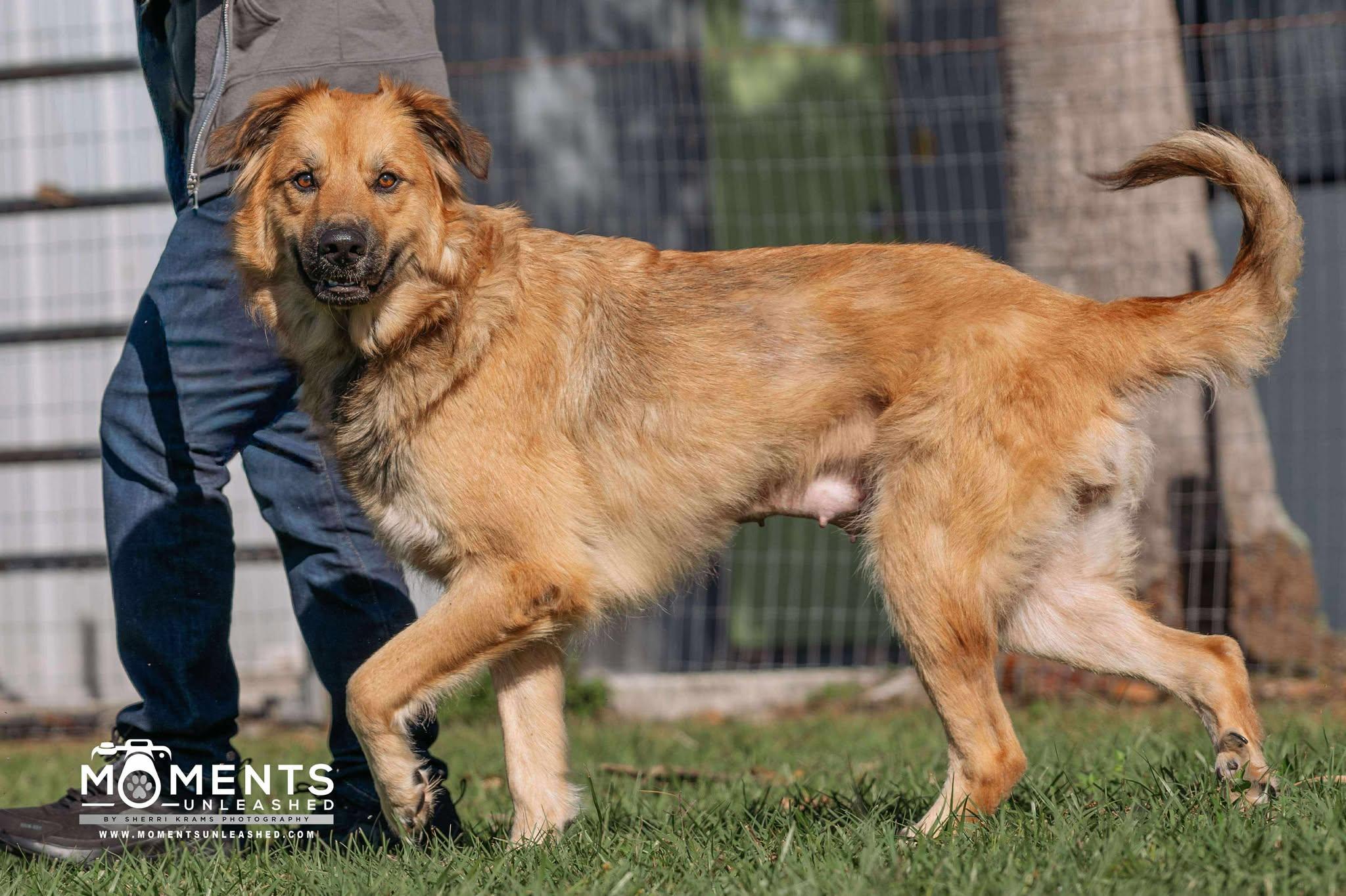 Kuma, a Adoptable mixed breed in Myakka City, FL image 4/5