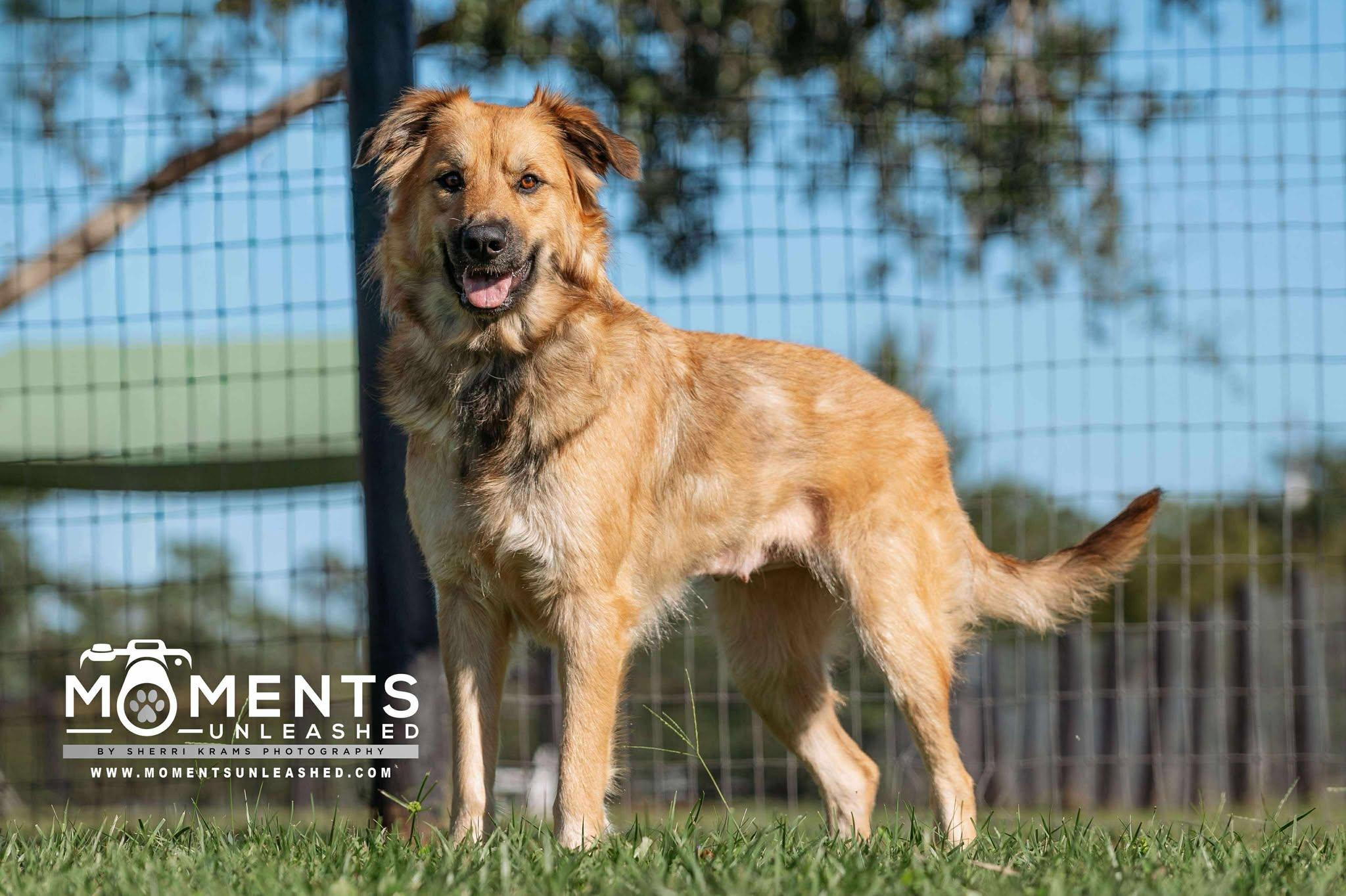 Kuma, a Adoptable mixed breed in Myakka City, FL image 3/5