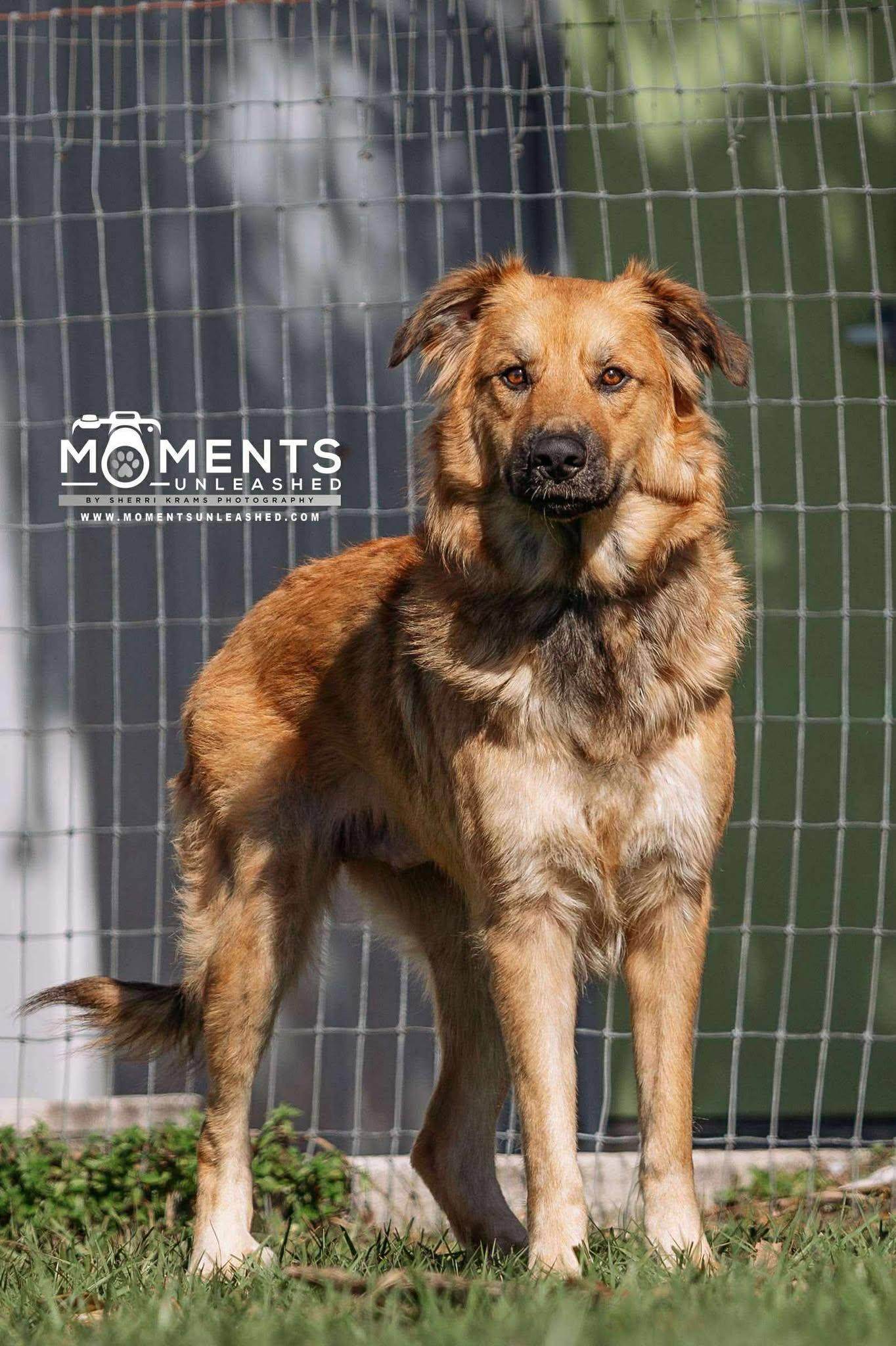 Kuma, a Adoptable mixed breed in Myakka City, FL image 2/5