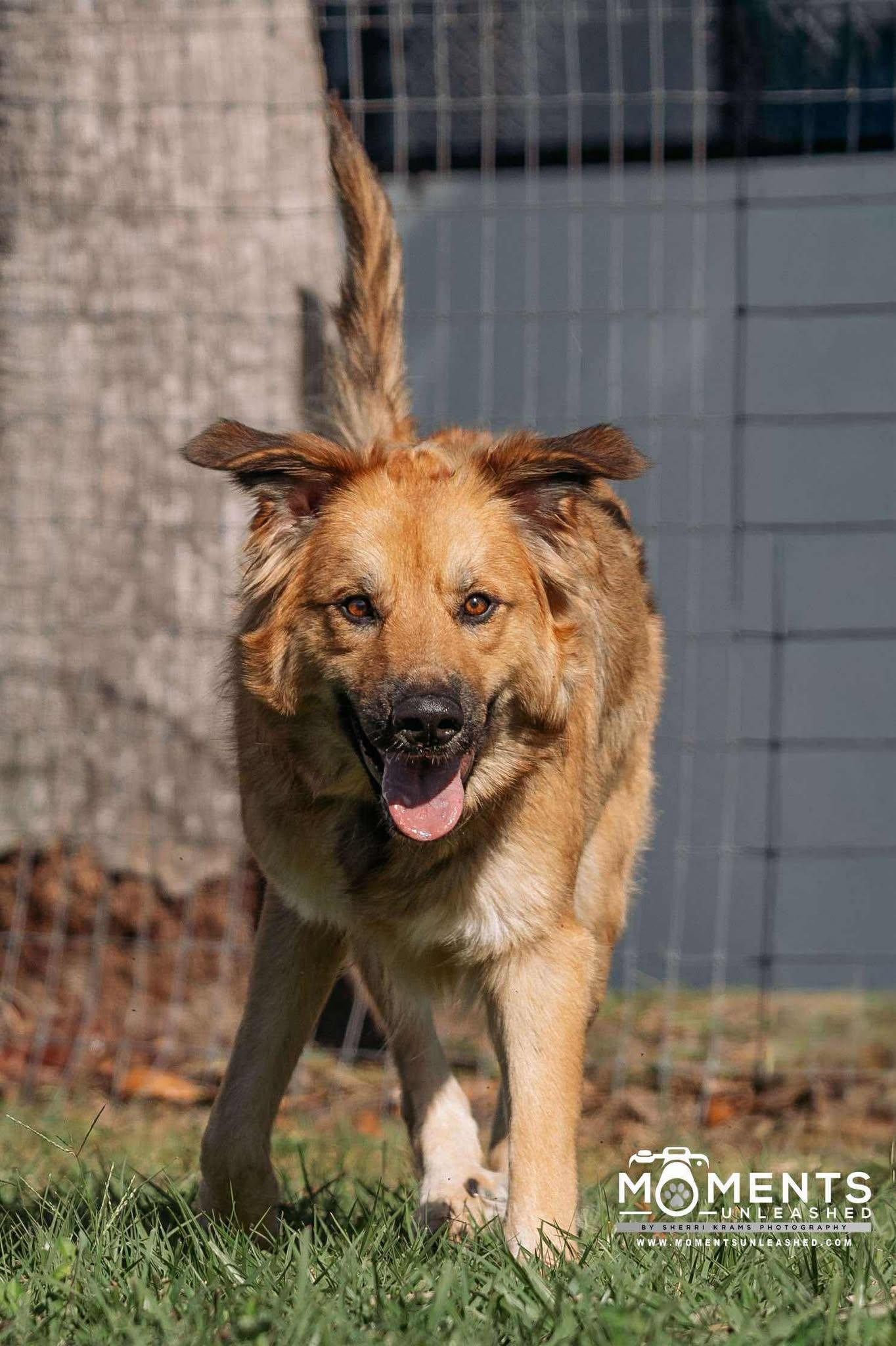 Kuma, a Adoptable mixed breed in Myakka City, FL image 5/5