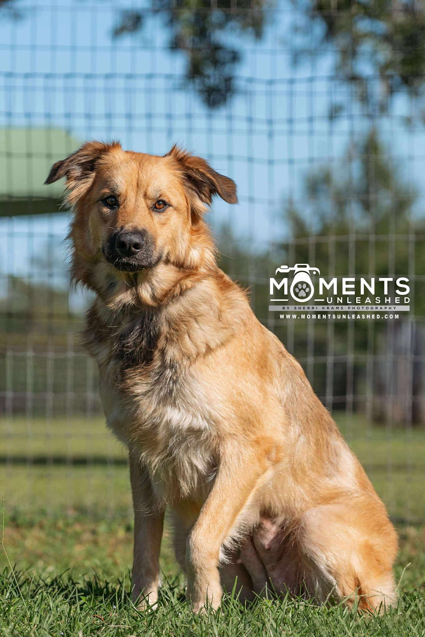Kuma, Adoptable, Adult Female Golden Retriever & German Shepherd Dog.
