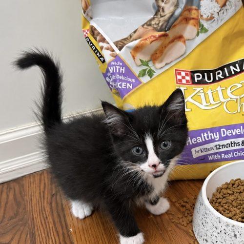 Enlarge Basil, a Adopted Domestic Short Hair in Edmond, OK image 1/3