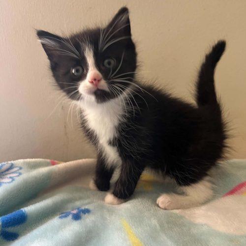 Enlarge Basil, a Adopted Domestic Short Hair in Edmond, OK image 2/3