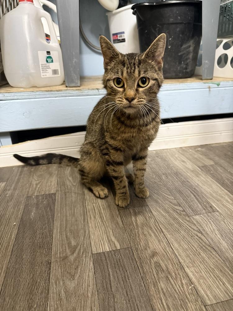 Anika, Adoptable, Adult Female Domestic Short Hair.