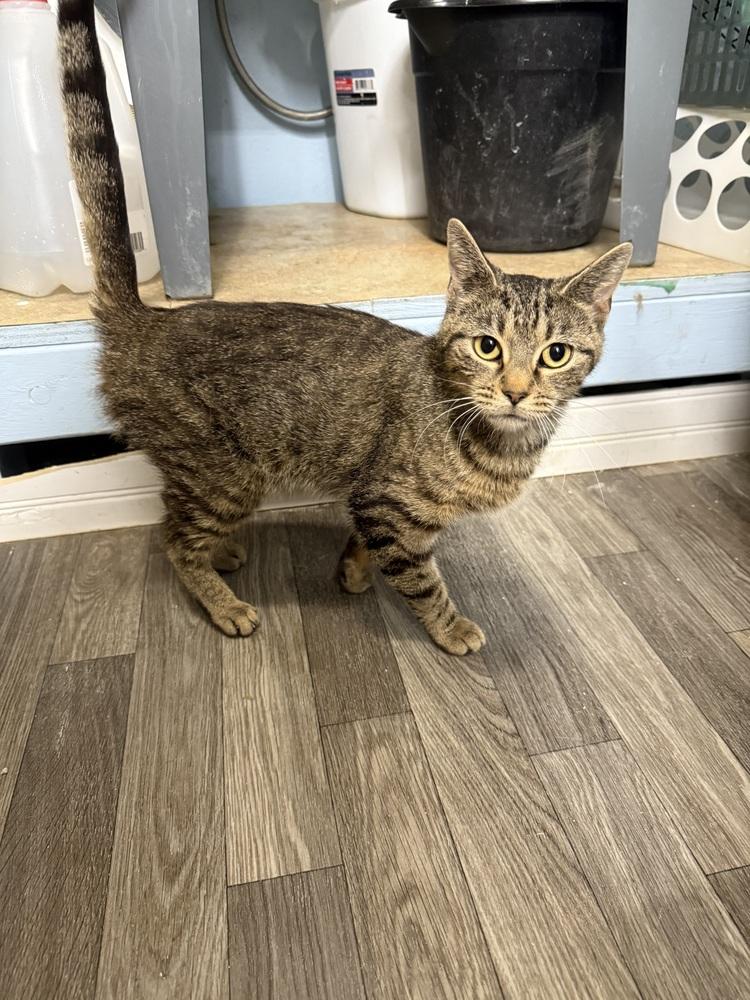 Enlarge Anika, a Adoptable mixed breed in West Mifflin, PA image 2/3