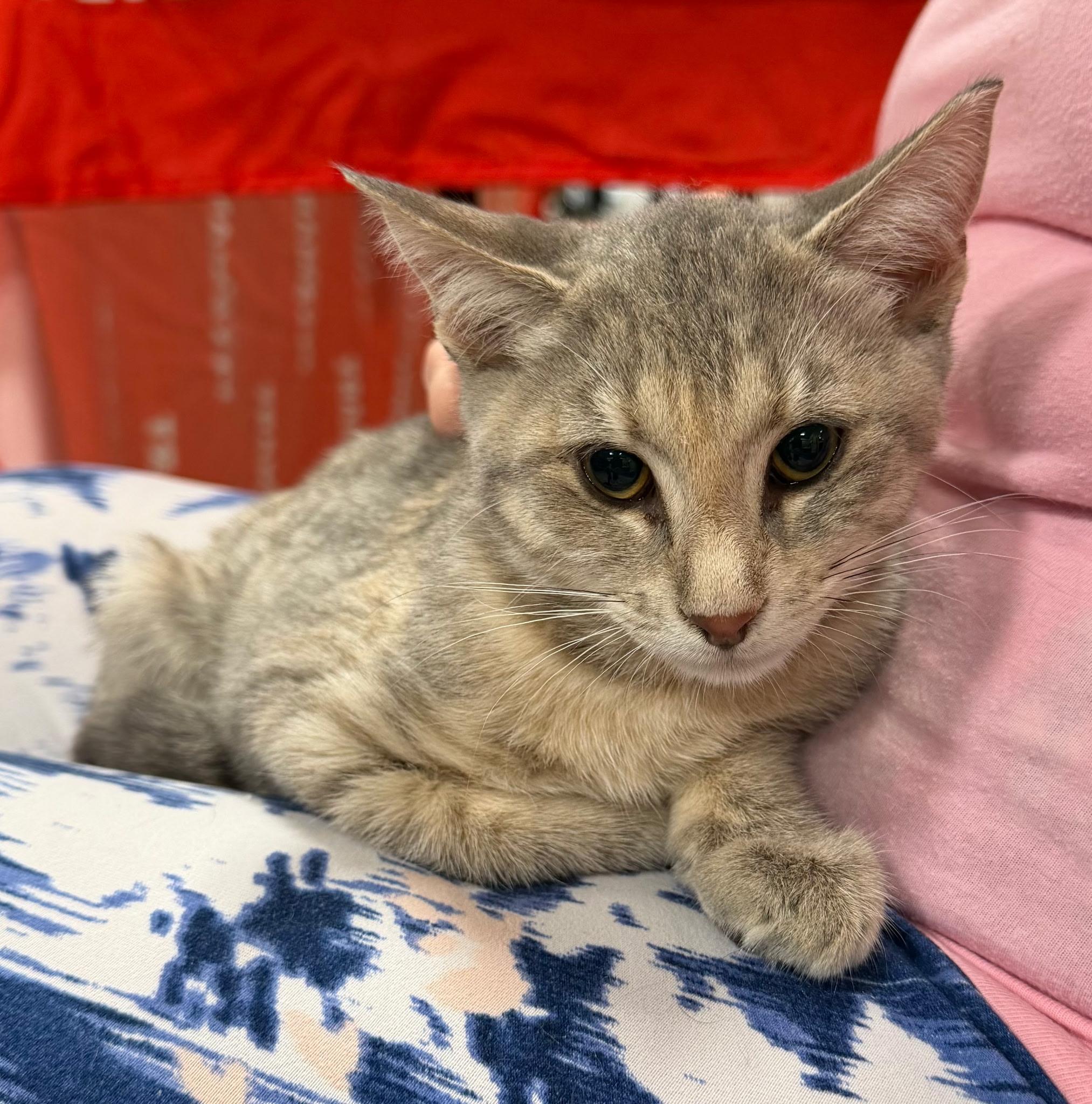 Couscous, adopted, Kitten Female Dilute Tortoiseshell & Torbie.