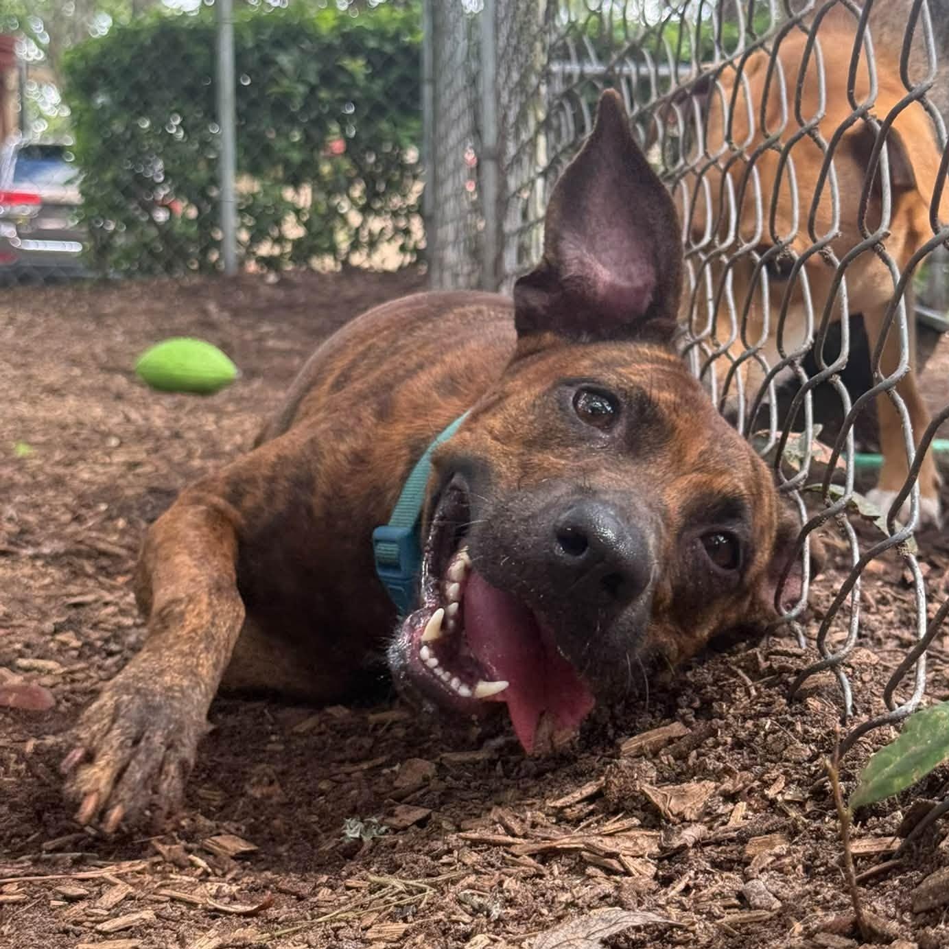 Sheba, Adoptable, Adult Female Pit Bull Terrier.
