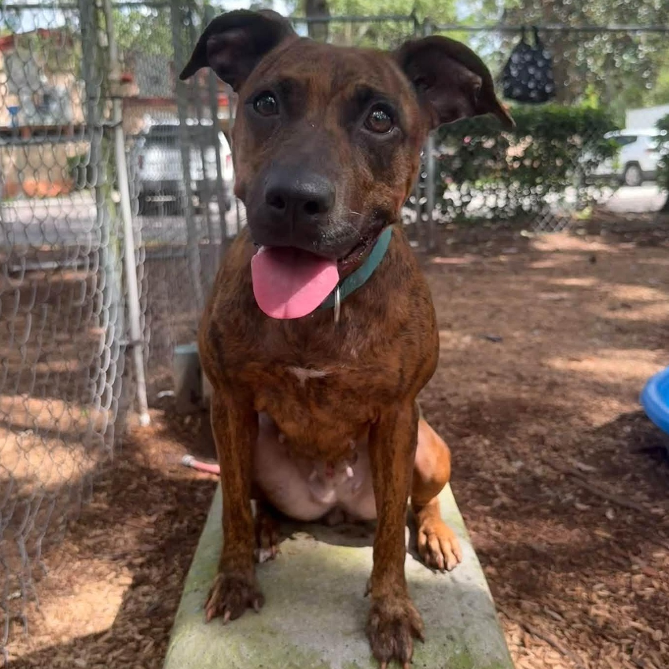 Enlarge Sheba, a Adoptable Pit Bull Terrier in St. Augustine, FL image 2/2