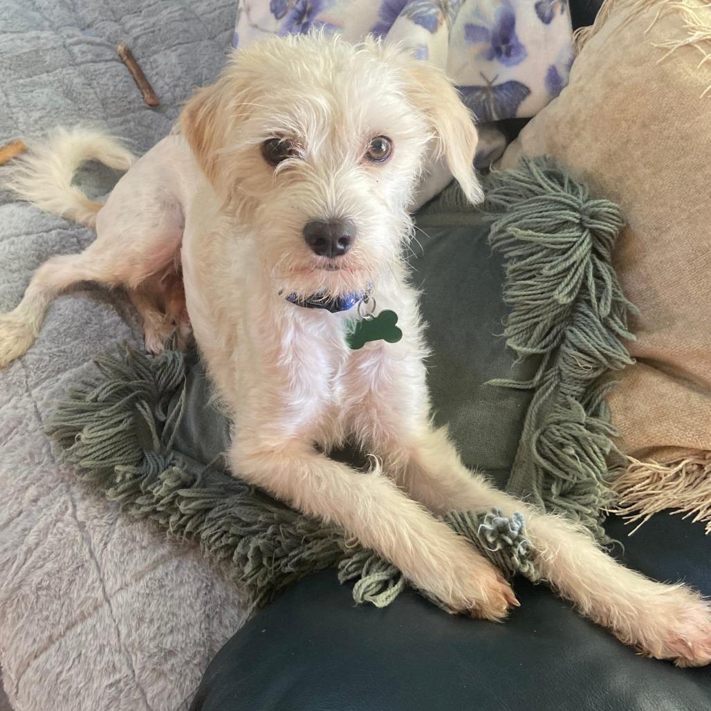 Enlarge BUGS, a Adoptable Terrier in Pleasanton, CA image 1/3