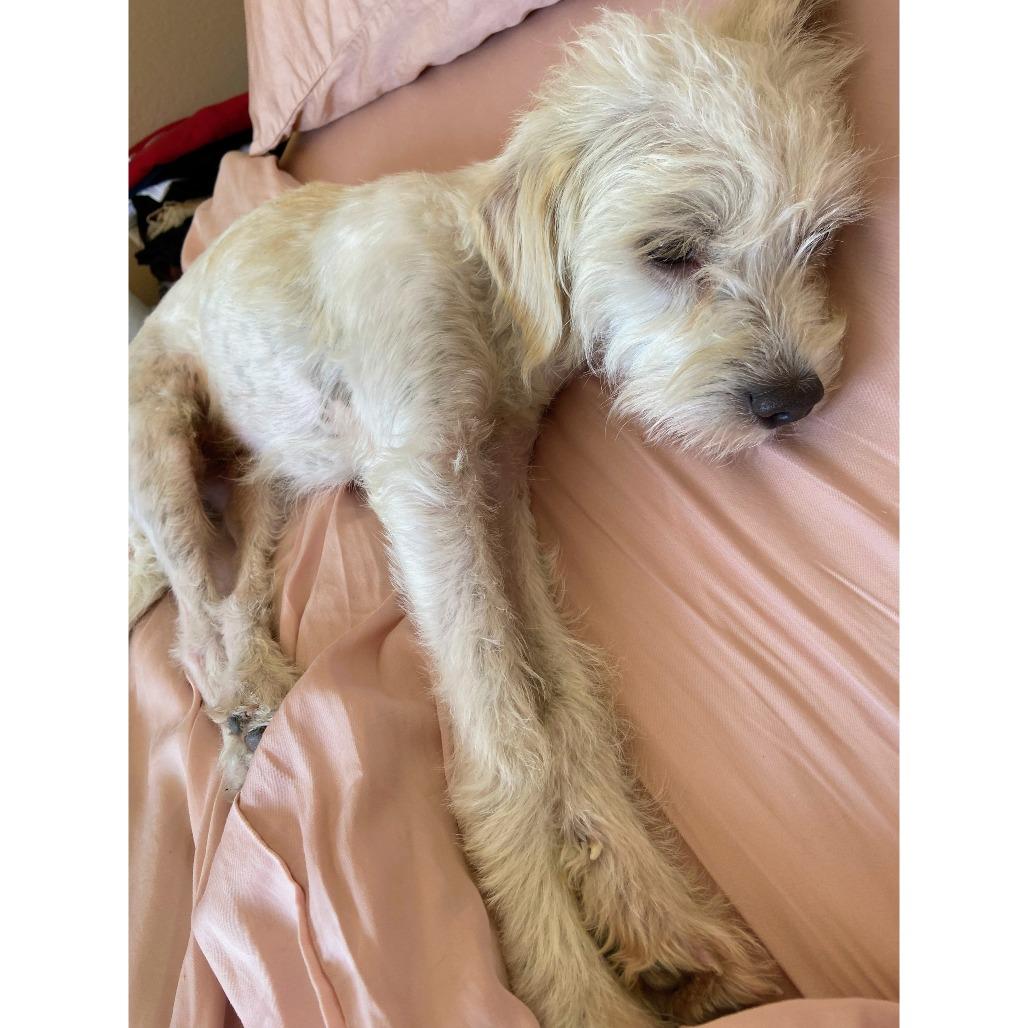 Enlarge BUGS, a Adoptable Terrier in Pleasanton, CA image 2/3