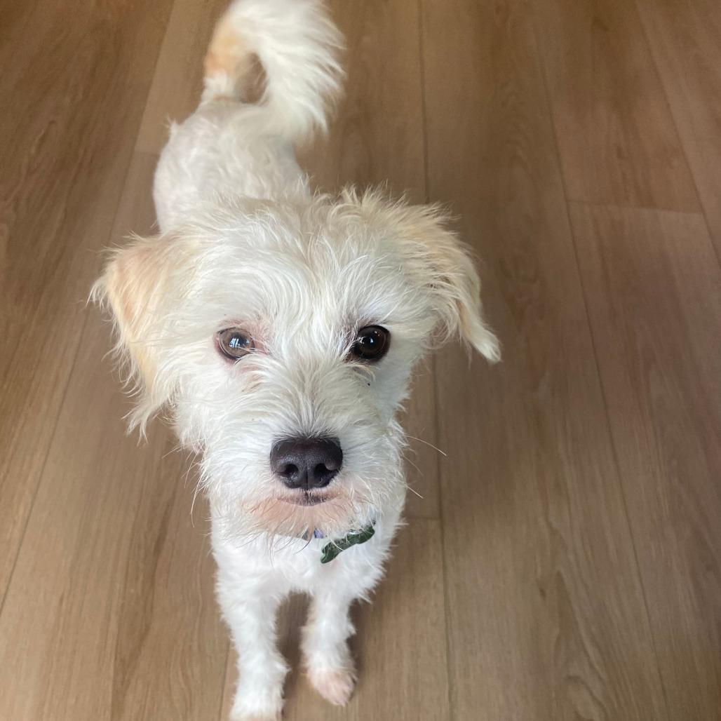 Enlarge BUGS, a Adoptable Terrier in Pleasanton, CA image 3/3
