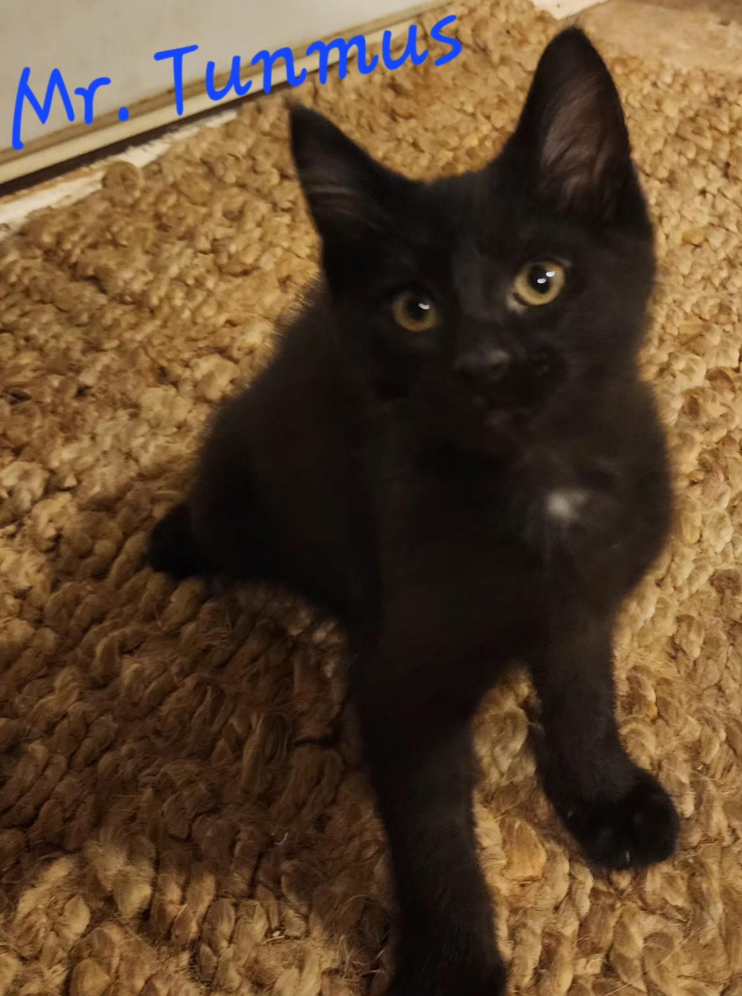 Mr Tumnus, Baby Male Domestic Short Hair