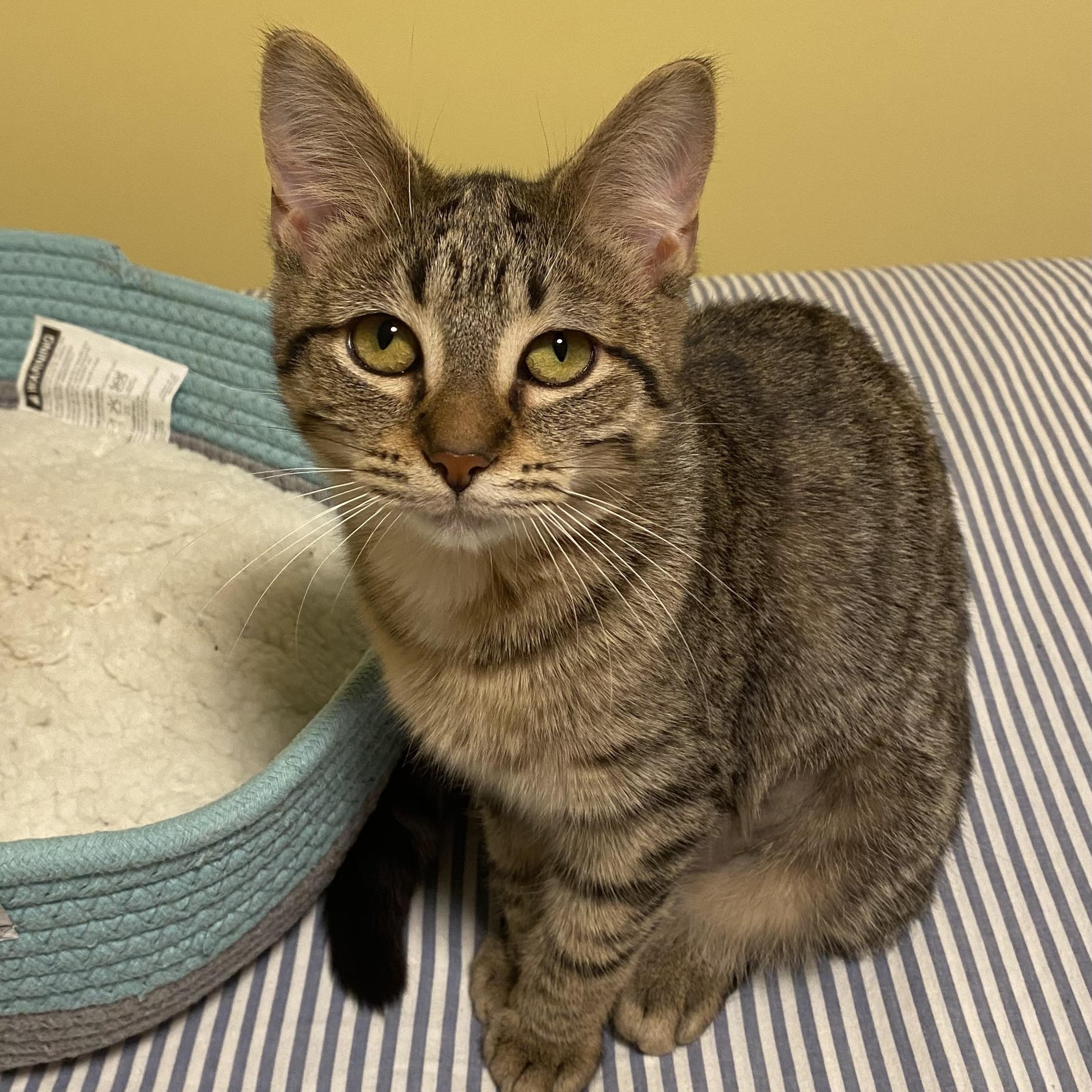 Enlarge Orianna, a Adoptable Domestic Short Hair in Grand Rapids, MI image 2/6
