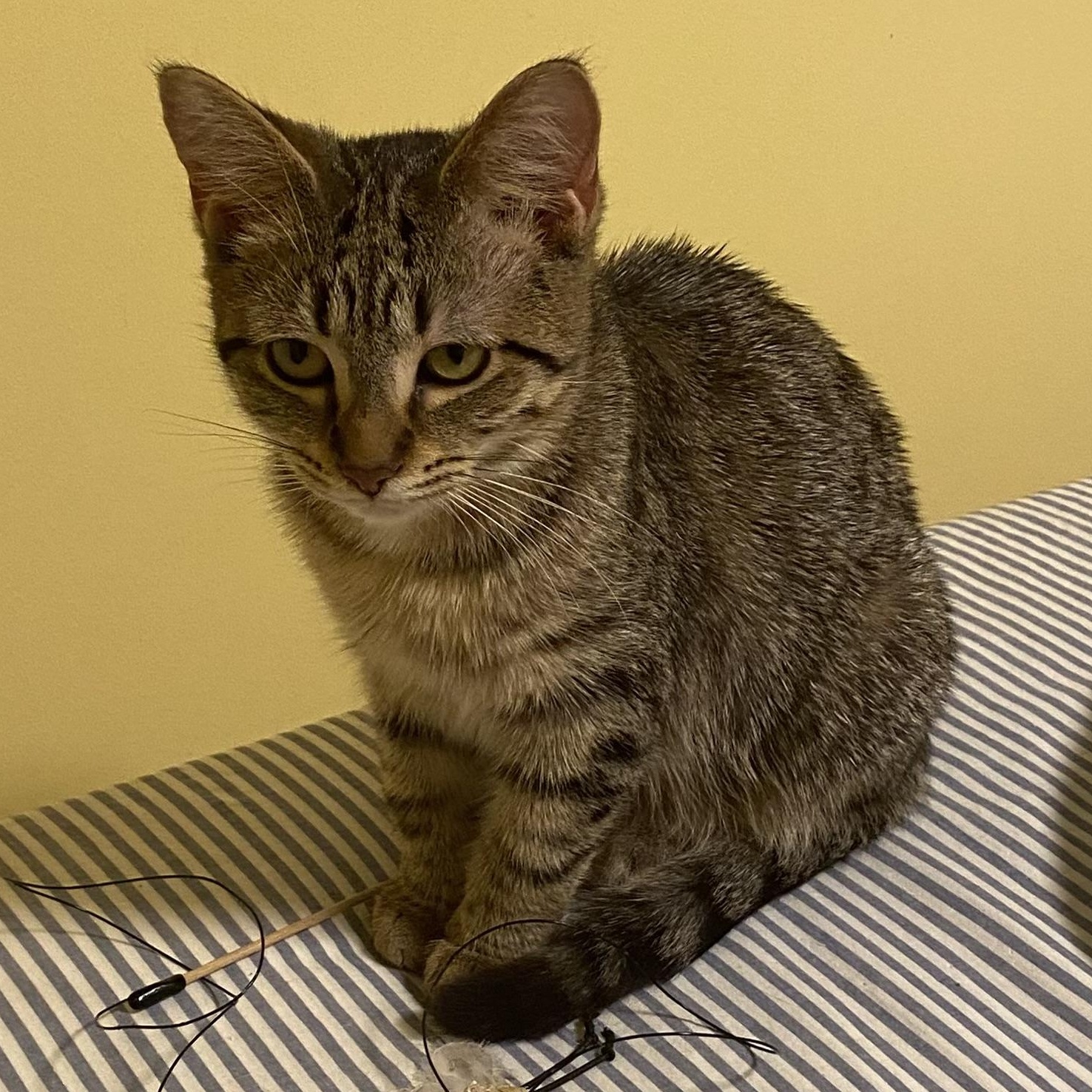 Enlarge Orianna, a Adoptable Domestic Short Hair in Grand Rapids, MI image 5/6