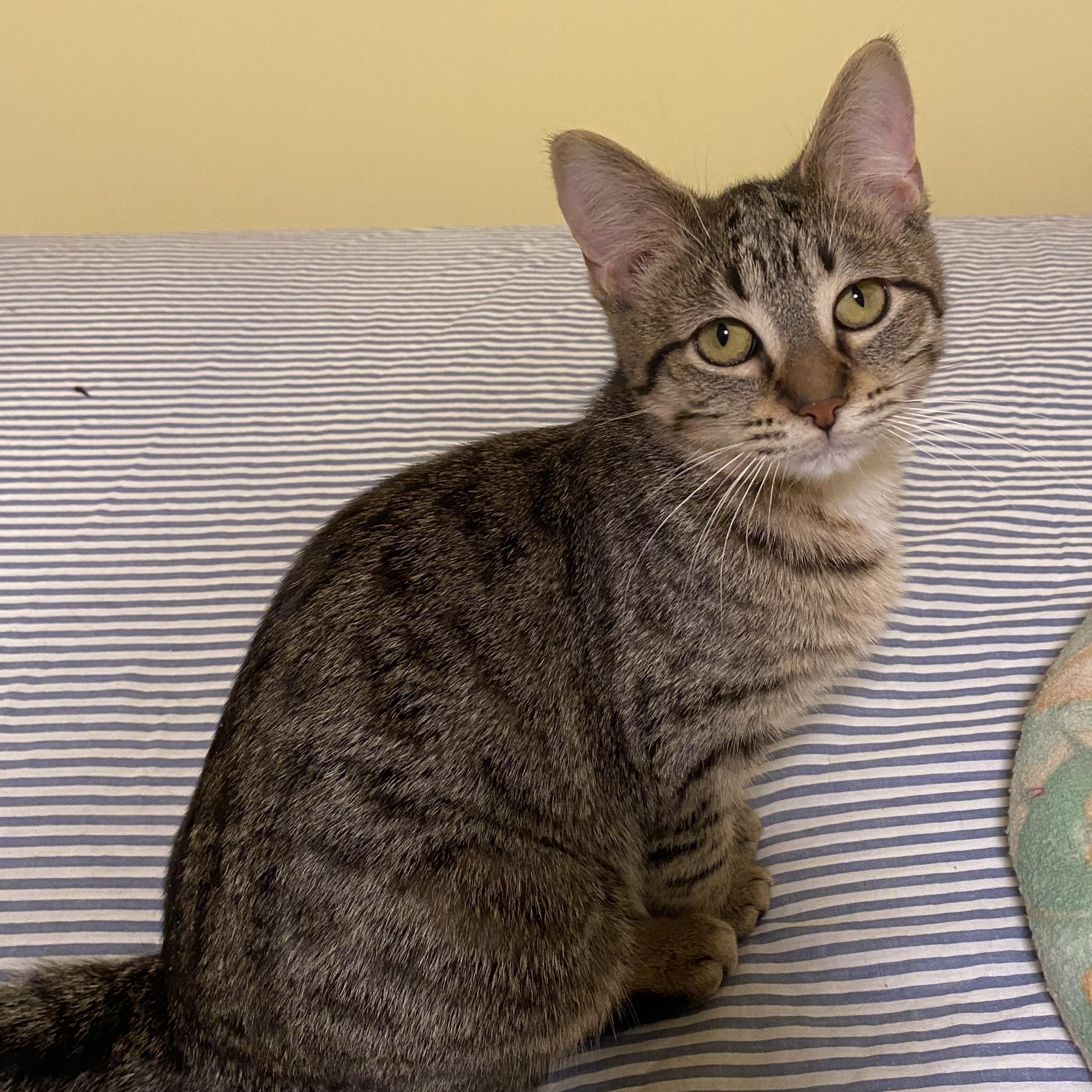 Enlarge Orianna, a Adoptable Domestic Short Hair in Grand Rapids, MI image 3/6