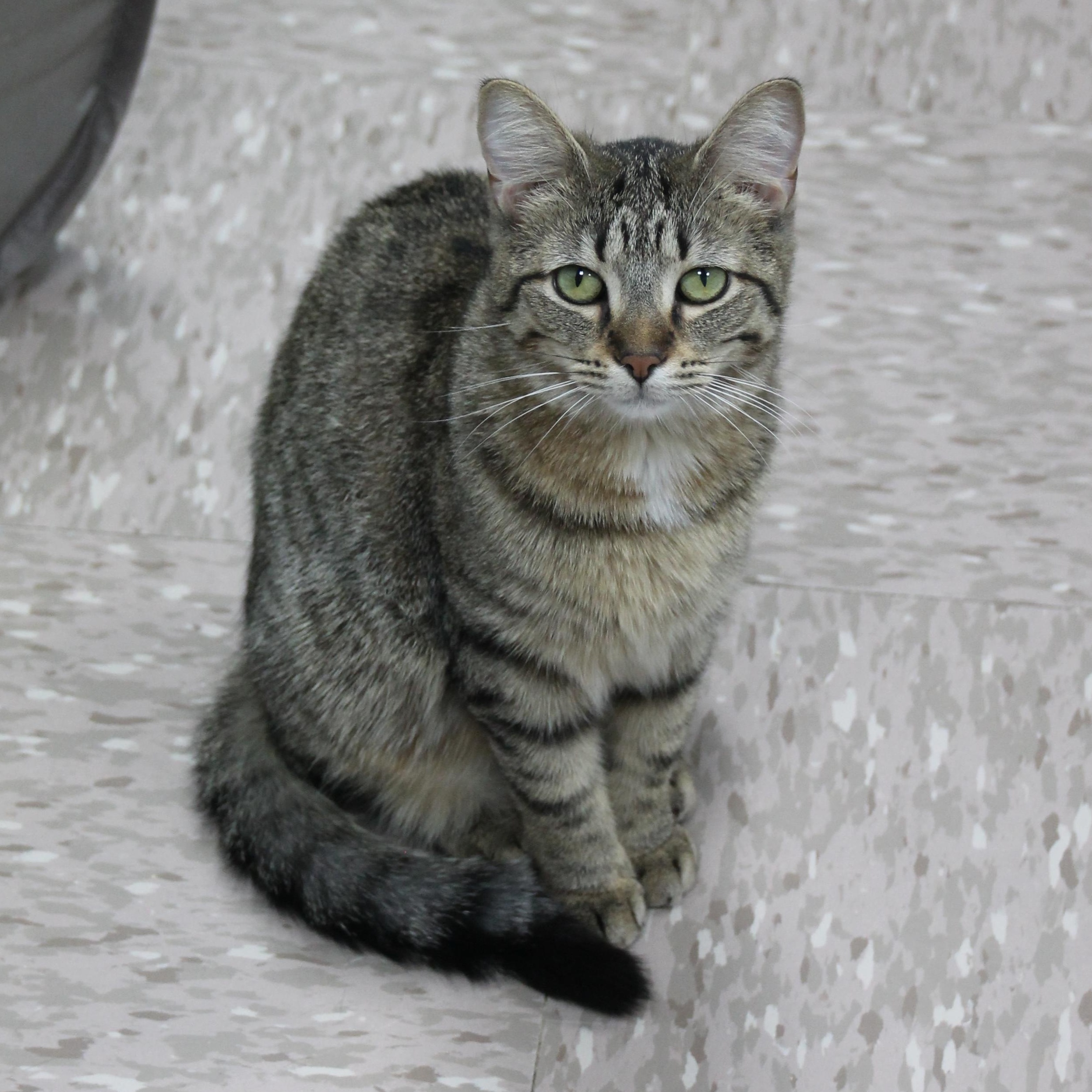 Enlarge Orianna, a Adoptable Domestic Short Hair in Grand Rapids, MI image 1/6