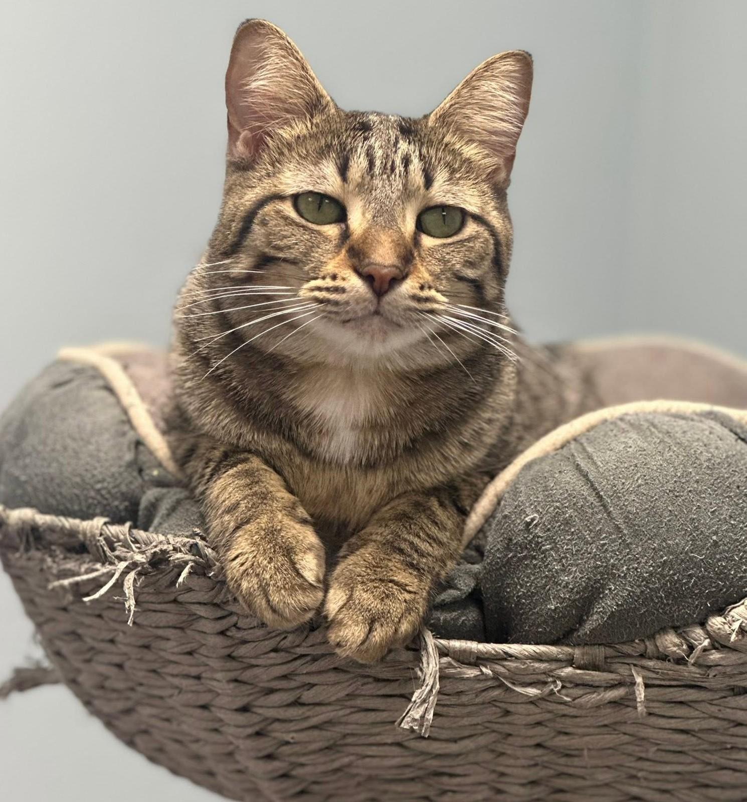 Enlarge Orianna, a Adoptable Domestic Short Hair in Grand Rapids, MI image 1/6
