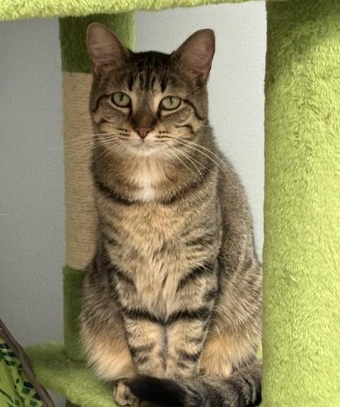 Enlarge Orianna, a Adoptable Domestic Short Hair in Grand Rapids, MI image 6/6