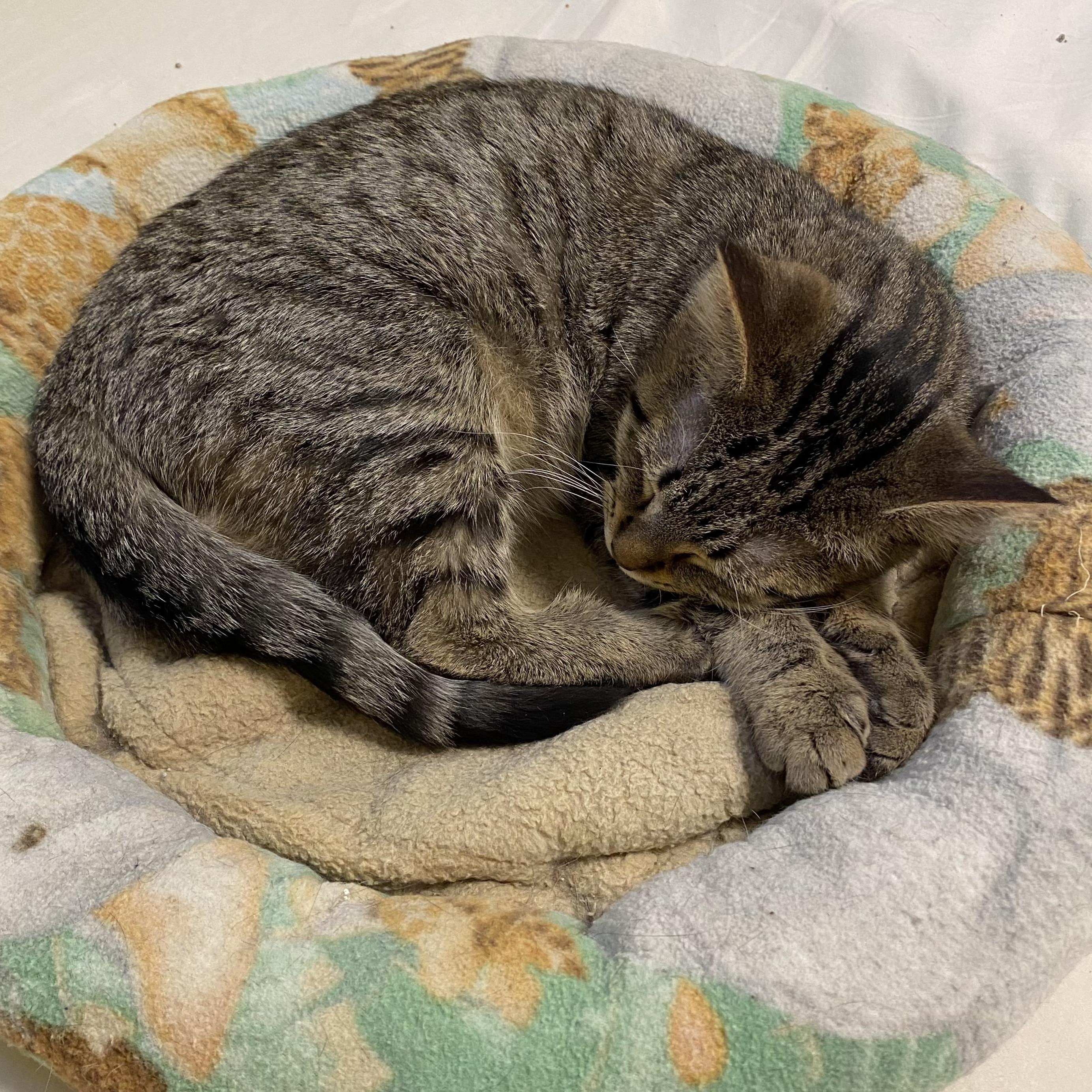 Enlarge Orianna, a Adoptable Domestic Short Hair in Grand Rapids, MI image 4/6