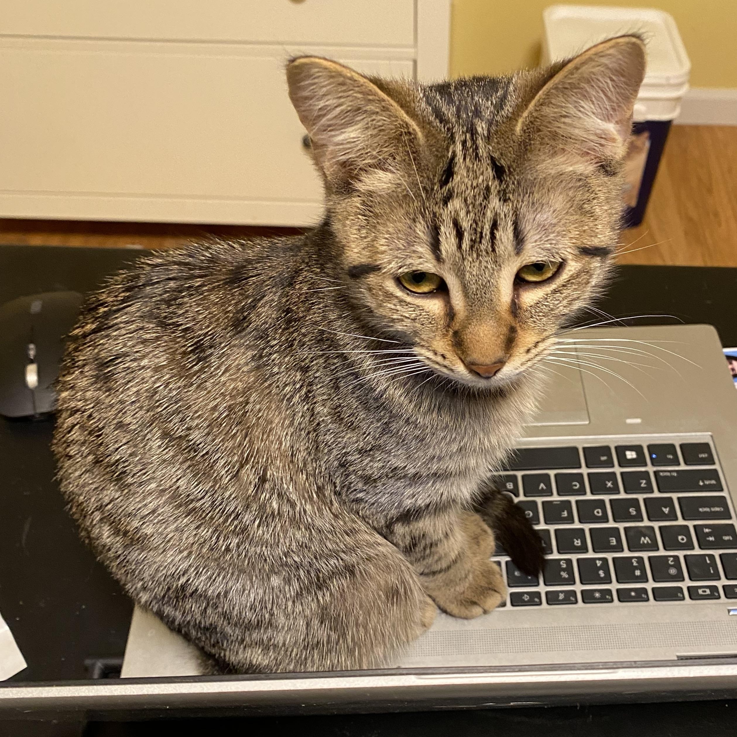 Enlarge Orianna, a Adoptable Domestic Short Hair in Grand Rapids, MI image 6/6