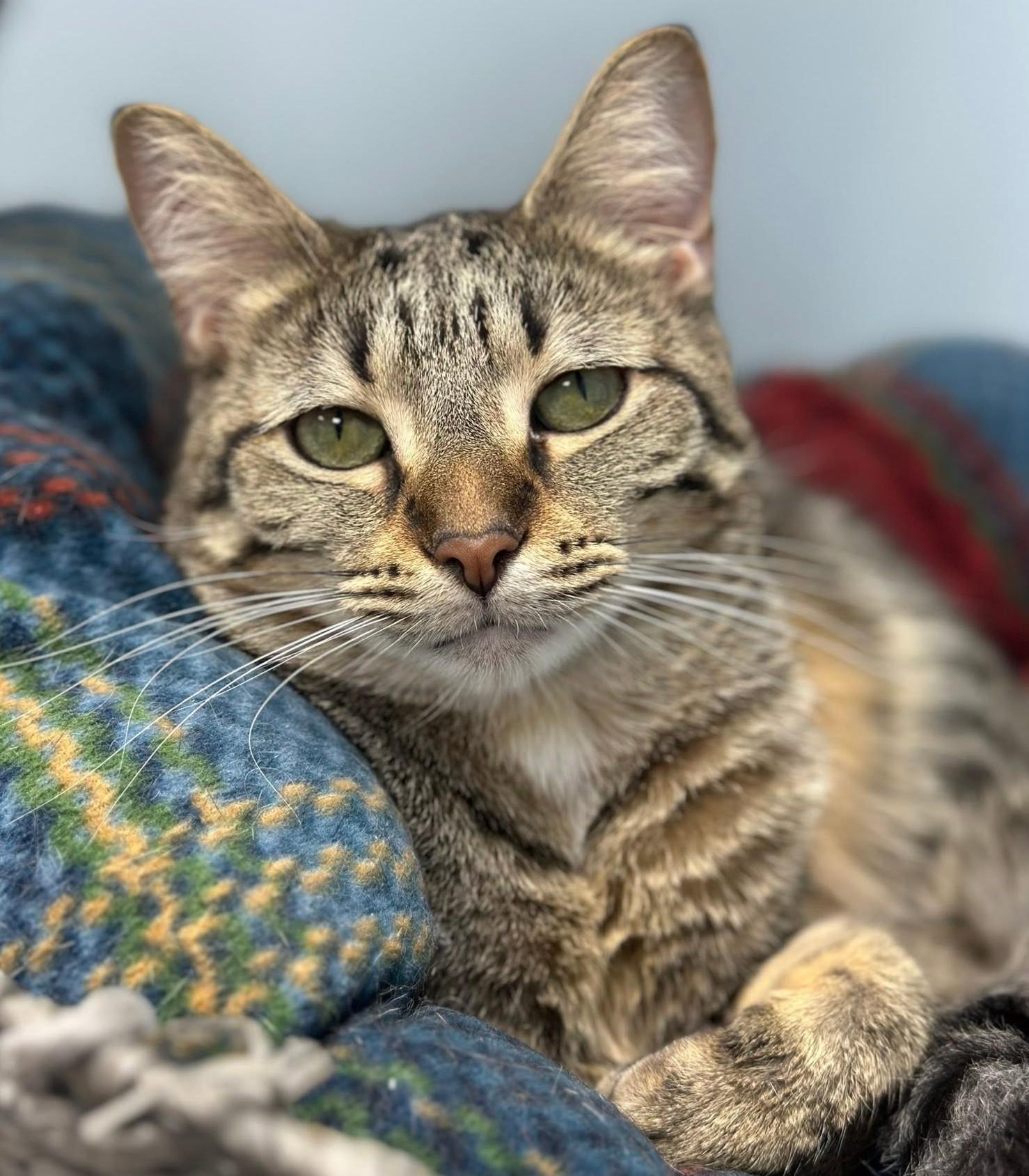 Enlarge Orianna, a Adoptable Domestic Short Hair in Grand Rapids, MI image 3/6