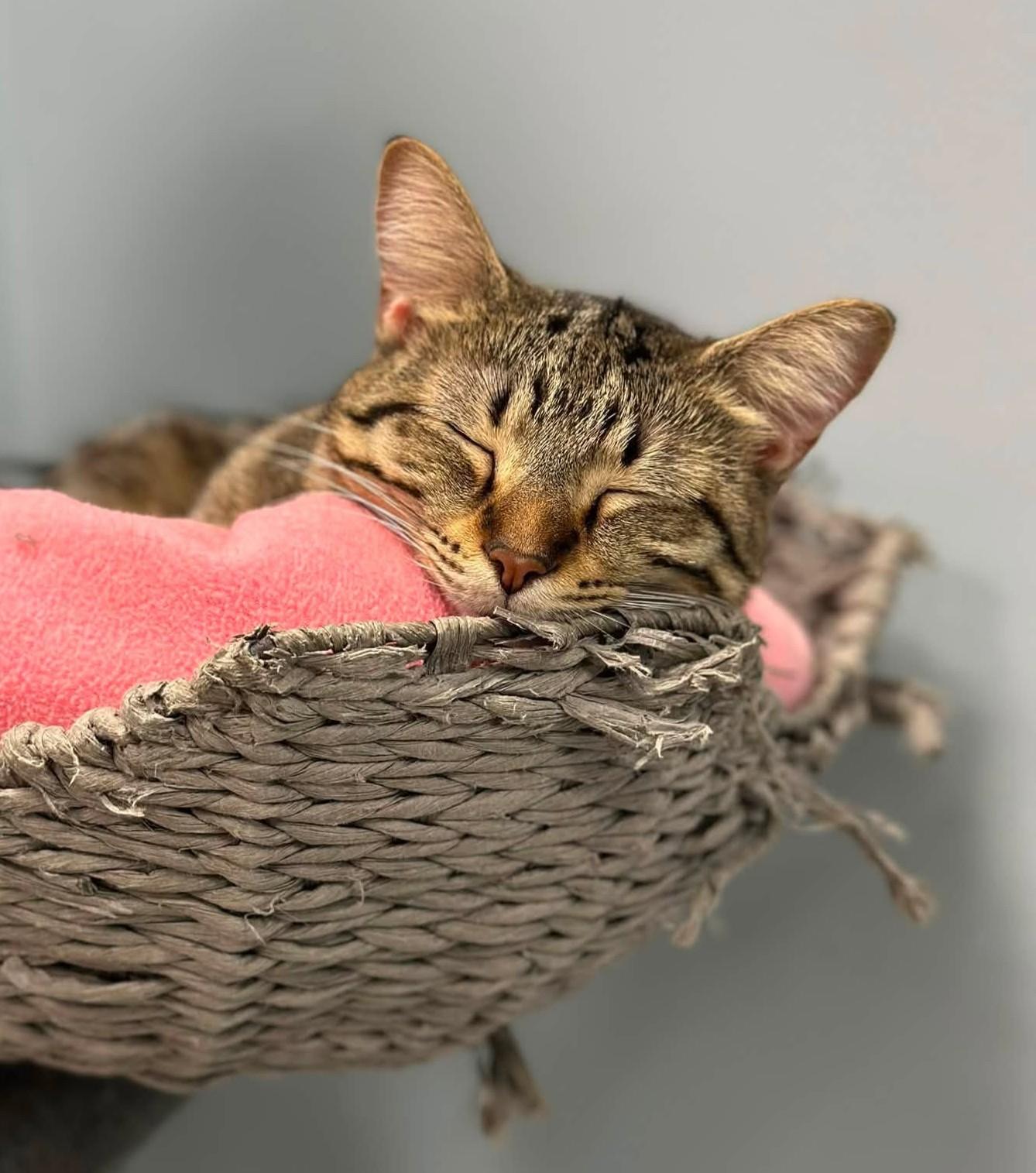 Enlarge Orianna, a Adoptable Domestic Short Hair in Grand Rapids, MI image 4/6