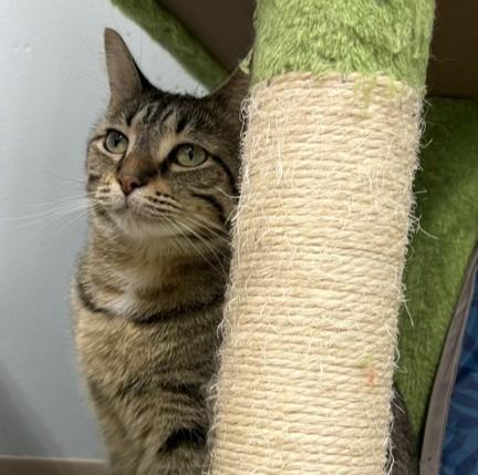 Enlarge Orianna, a Adoptable Domestic Short Hair in Grand Rapids, MI image 5/6