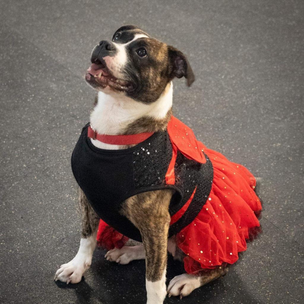 Twizzler, Adoptable, Adult Female Terrier.