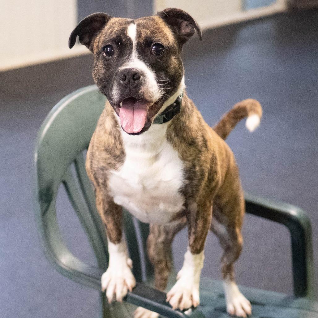 Enlarge Twizzler, a Adoptable Terrier in Irwin, PA image 2/6