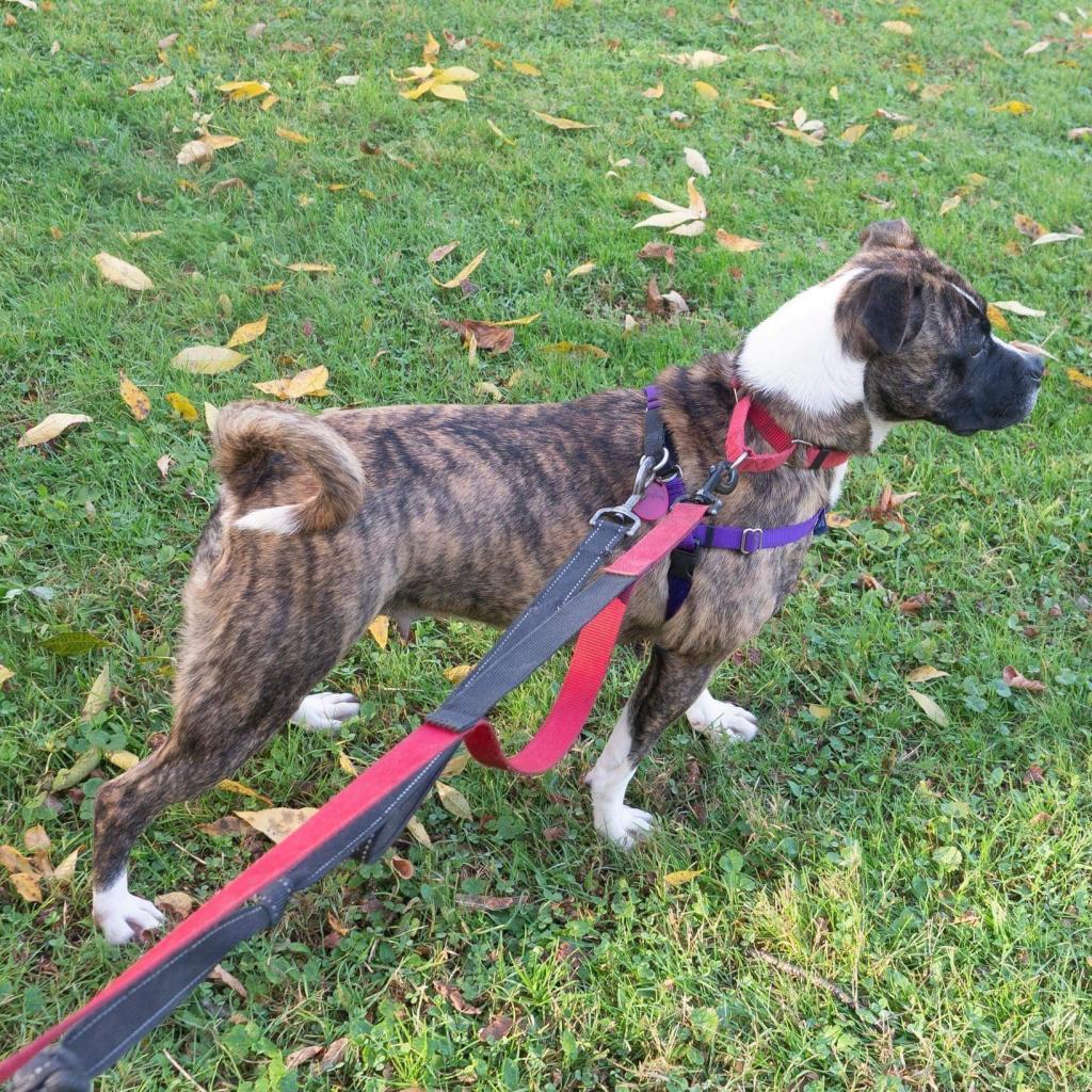 Enlarge Twizzler, a Adoptable Terrier in Irwin, PA image 2/6