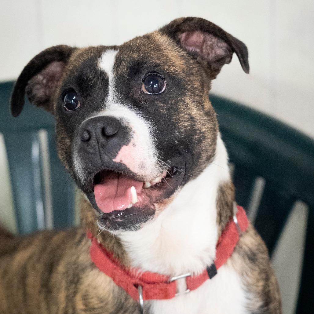 Enlarge Twizzler, a Adoptable Terrier in Irwin, PA image 3/5