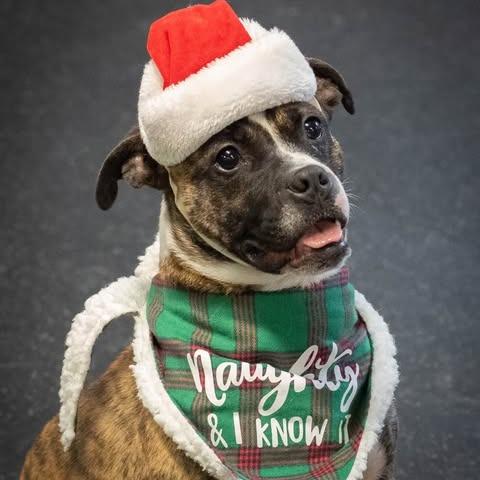 Enlarge Twizzler, a Adoptable Terrier in Irwin, PA image 3/6