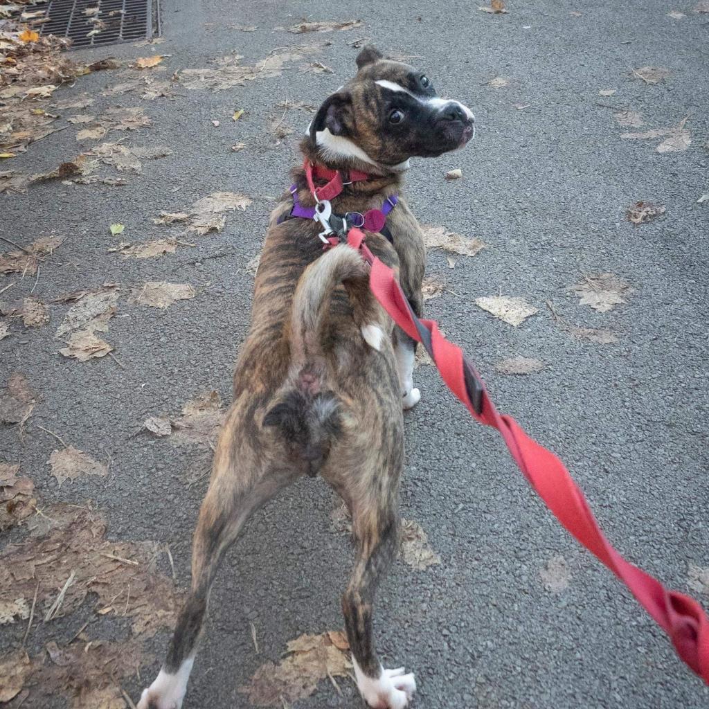 Enlarge Twizzler, a Adoptable Terrier in Irwin, PA image 4/6
