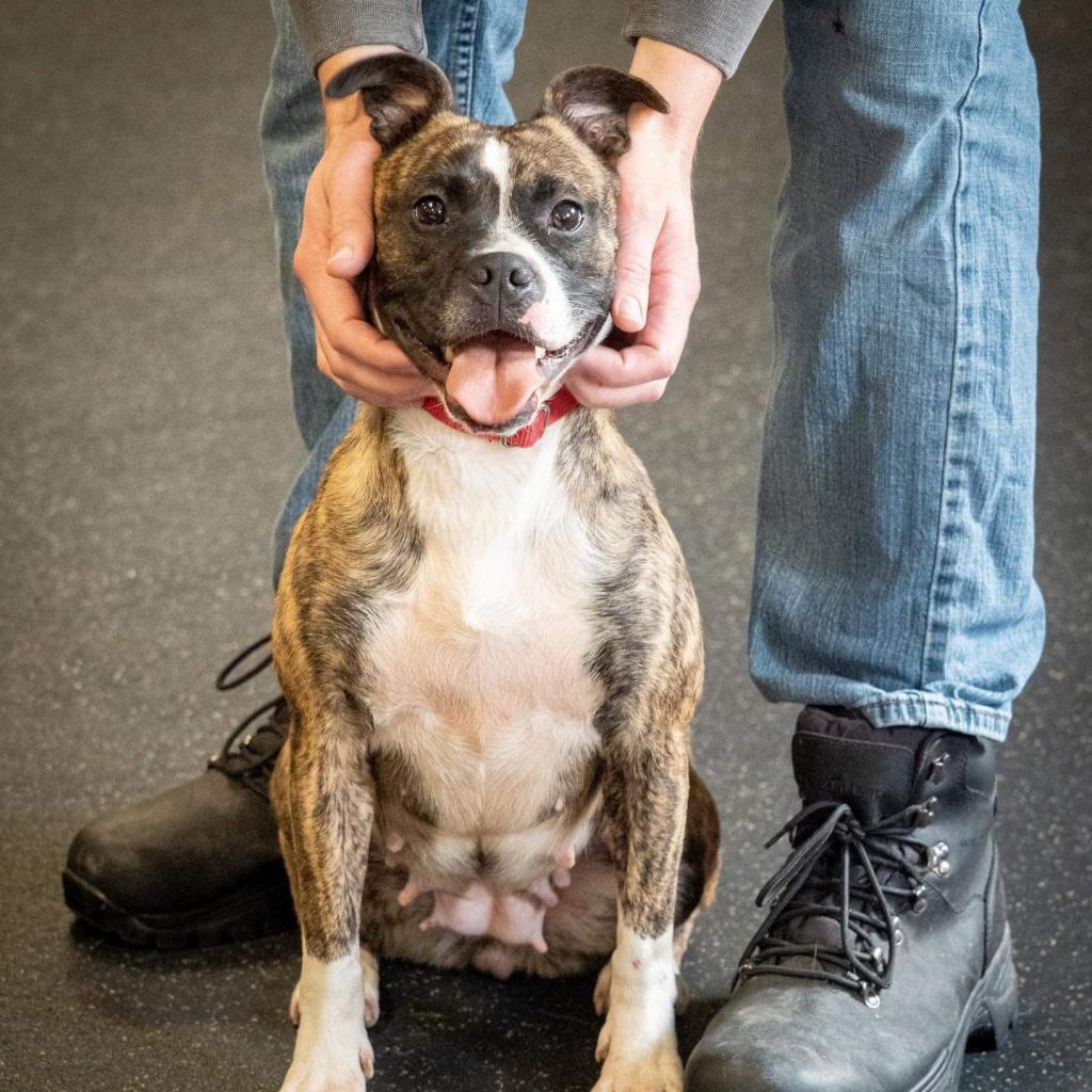 Enlarge Twizzler, a Adoptable Terrier in Irwin, PA image 5/6
