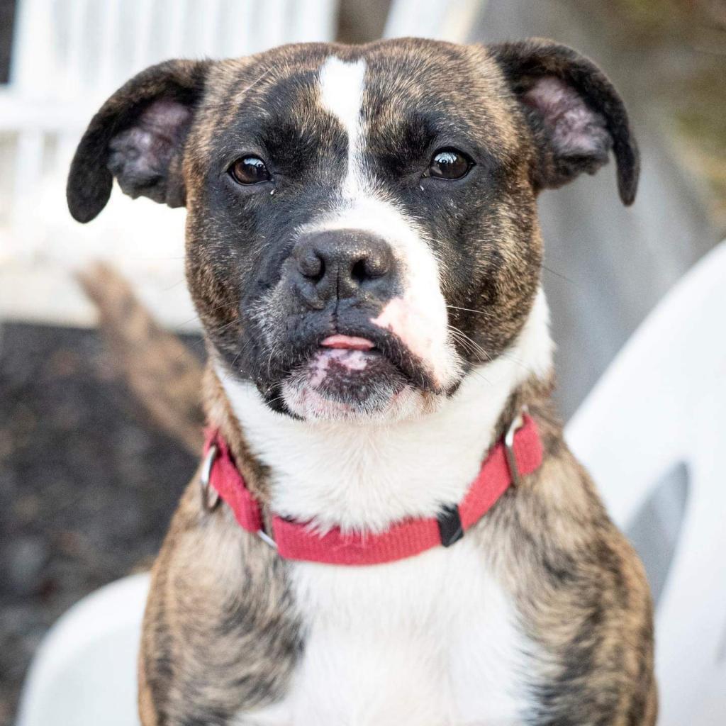 Enlarge Twizzler, a Adoptable Terrier in Irwin, PA image 5/6