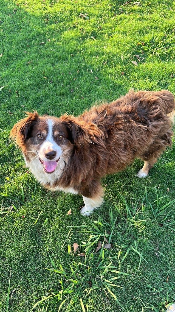 Banjo, Adopted, Adult Male Australian Shepherd.