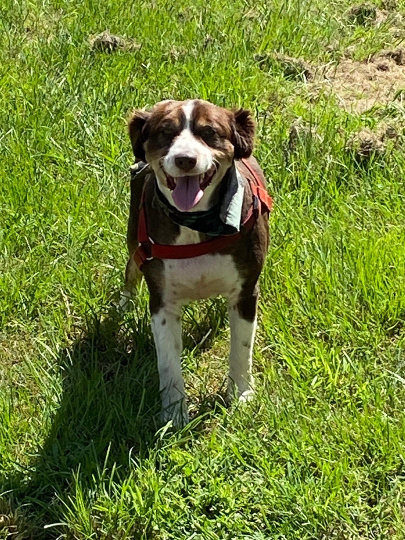Enlarge Banjo, a Adopted Australian Shepherd in Calera, AL image 2/7
