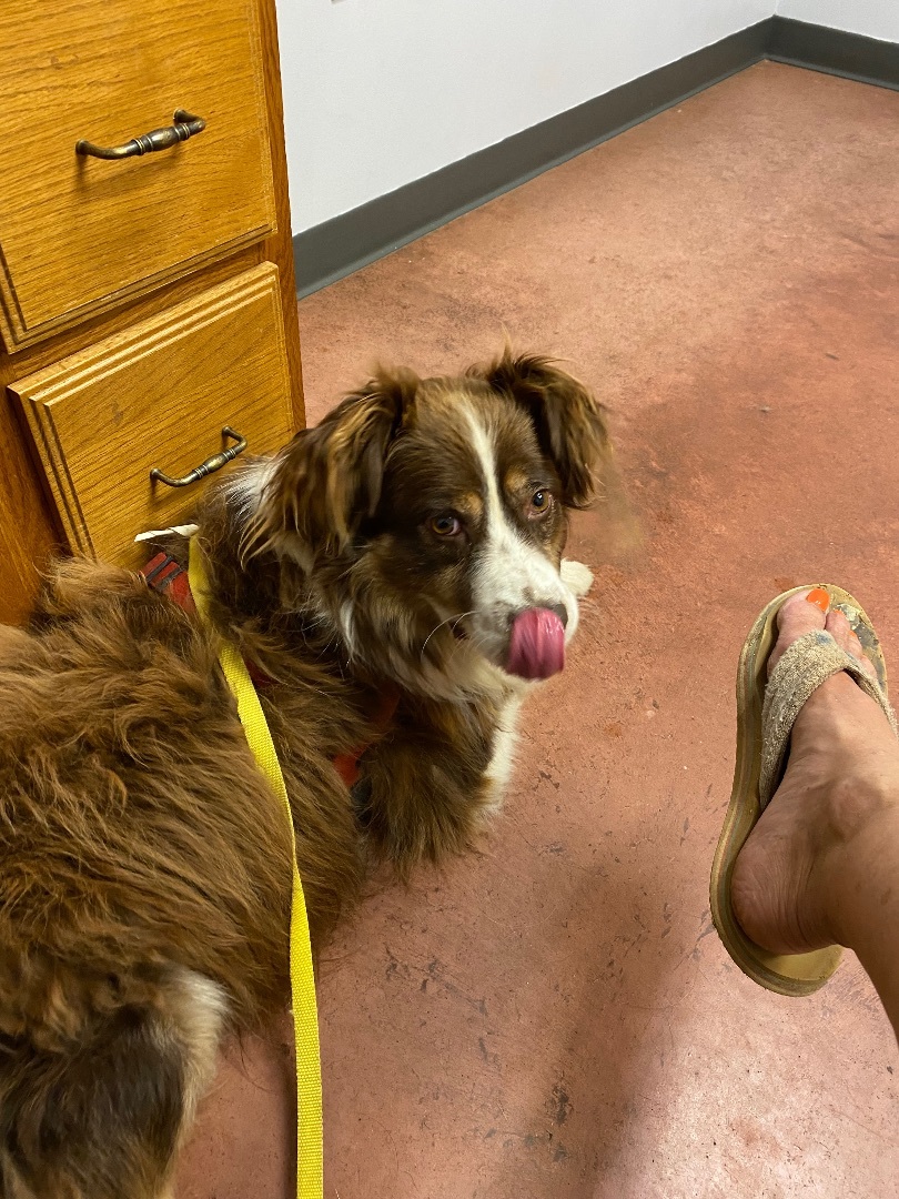Enlarge Banjo, a Adopted Australian Shepherd in Calera, AL image 3/7