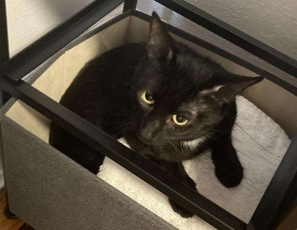 Bret, Adoptable, Adult Male Domestic Short Hair.