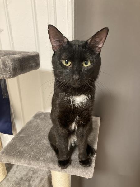 Enlarge Bret, a Adoptable mixed breed in New York, NY image 2/6