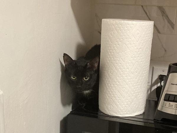 Enlarge Bret, a Adoptable mixed breed in New York, NY image 3/6