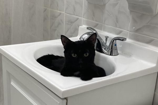 Enlarge Bret, a Adoptable mixed breed in New York, NY image 4/6