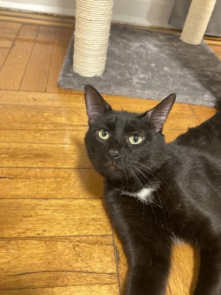 Enlarge Bret, a Adoptable mixed breed in New York, NY image 5/6