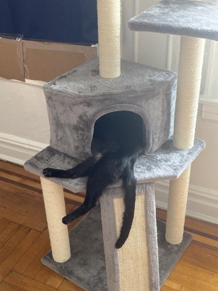 Enlarge Bret, a Adoptable mixed breed in New York, NY image 6/6