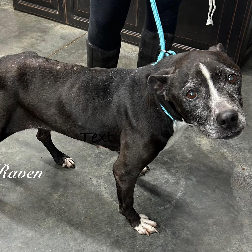 Enlarge Raven, a Adoptable Pit Bull Terrier in Princeton, KY image 1/2
