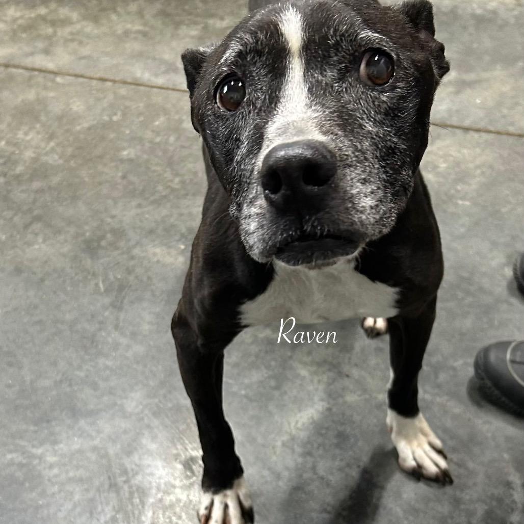Enlarge Raven, a Adoptable Pit Bull Terrier in Princeton, KY image 2/2