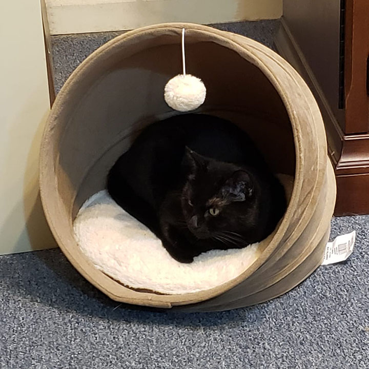 Ellie-Rose, a Adoptable Domestic Short Hair in Twain Harte, CA image 5/6